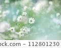 Cosmos 112801230