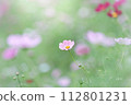 Cosmos 112801231