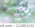 Cosmos 112801232