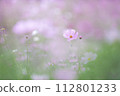 Cosmos 112801233