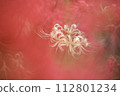 Mandarin saixa 112801234