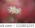 Mandarin saixa 112801235