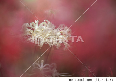 Mandarin saixa 112801235