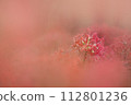 Mandarin saixa 112801236