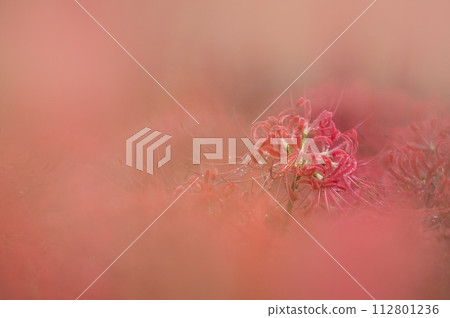 Mandarin saixa 112801236