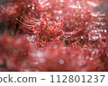 Mandarin saixa 112801237