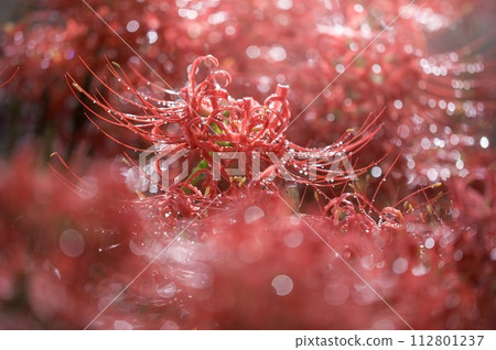 Mandarin saixa 112801237