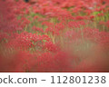Mandarin saixa 112801238