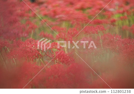 Mandarin saixa 112801238