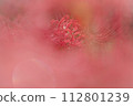 Mandarin saixa 112801239