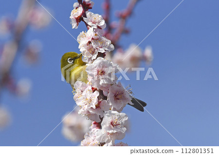 Mr. White-eye monopolizes the white plum blossoms in full bloom (spring image) Mr. White-eye monopolizes the white plum blossoms in full bloom (spring image) 112801351