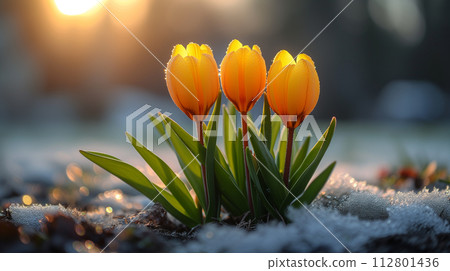 Tulip flowers that feel the change of season from winter to spring AI-generated image Tulip flowers that feel the change of season from winter to spring AI-generated image 112801436