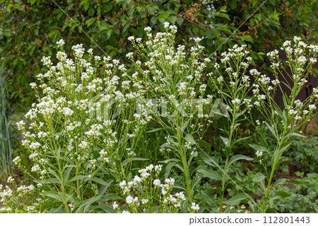 White horseradish with flowers growing in the garden. 112801443