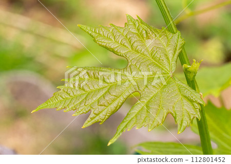 Grape leaf on a bush in the garden. Grape leaf on a bush in the garden. 112801452