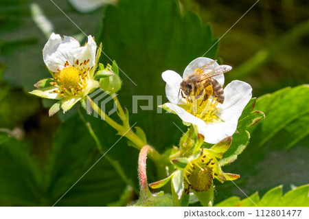 Flowering strawberry bush with a bee in the garden. Flowering strawberry bush with a bee in the garden. 112801477