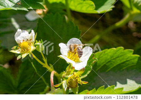 Flowering strawberry bush with a bee in the garden. Flowering strawberry bush with a bee in the garden. 112801478