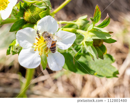 Flowering strawberry bush with a bee in the garden. Flowering strawberry bush with a bee in the garden. 112801480
