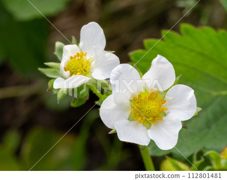 Flowers of strawberry bush in the garden in springtime. Flowers of strawberry bush in the garden in springtime. 112801481