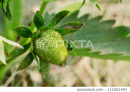 Strawberry bush with an unripe berry. Strawberry bush with an unripe berry. 112801493