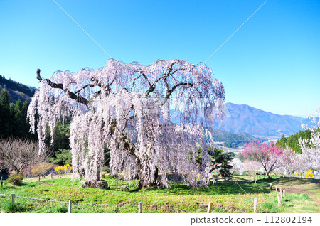 須坂市垂枝櫻花 須坂市垂枝櫻花 112802194