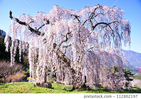 Suzaka City Weeping Cherry Blossoms Suzaka City Weeping Cherry Blossoms 112802197