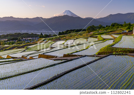 [Yamanashi Prefecture] Mt. Fuji and terraced rice fields at dawn/early summer in Japan's original scenery [Nakano Rice Terraces] 112802241