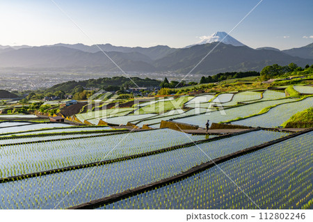 [Yamanashi Prefecture] Mt. Fuji and terraced rice fields at dawn/early summer in Japan's original scenery [Nakano Rice Terraces] 112802246
