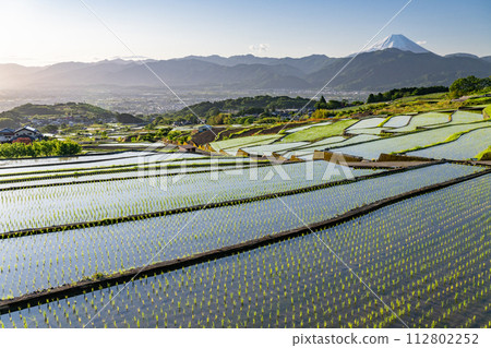[Yamanashi Prefecture] Mt. Fuji and terraced rice fields at dawn/early summer in Japan's original scenery [Nakano Rice Terraces] 112802252