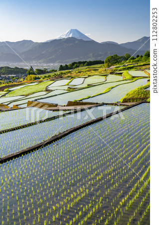 [山梨縣]日本原始風景中的富士山和黎明/初夏的梯田[中野梯田] 112802253