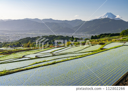 [山梨縣]日本原始風景中的富士山和黎明/初夏的梯田[中野梯田] 112802266