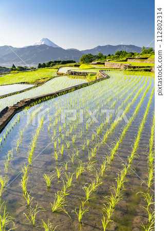 [山梨縣]日本原始風景中的富士山和黎明/初夏的梯田[中野梯田] 112802314