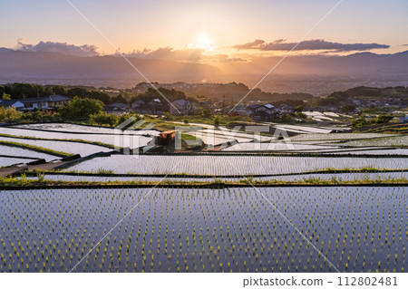 《山梨縣》日本黎明與初夏梯田的原始景觀《中野梯田》 112802481