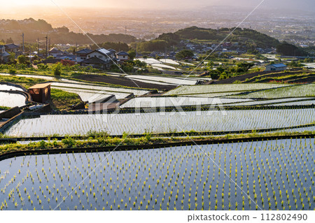 《山梨縣》日本黎明與初夏梯田的原始景觀《中野梯田》 112802490