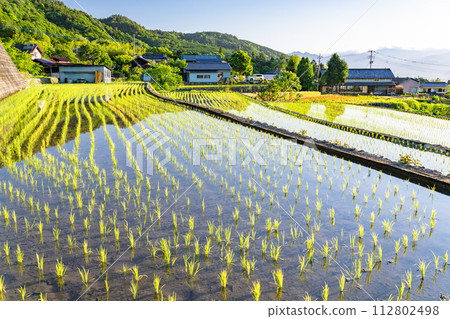 《Yamanashi Prefecture》The original landscape of Japan at dawn and early summer in the rice terraces《Nakano Rice Terraces》 112802498