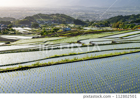 《山梨縣》日本黎明與初夏梯田的原始景觀《中野梯田》 《山梨縣》日本黎明與初夏梯田的原始景觀《中野梯田》 112802501