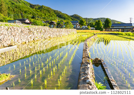 《山梨縣》日本黎明與初夏梯田的原始景觀《中野梯田》 112802511