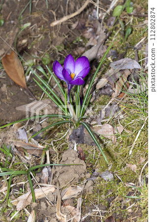 Crocus 112802874