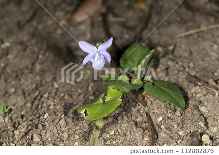 Kosmere Kosmere 112802876