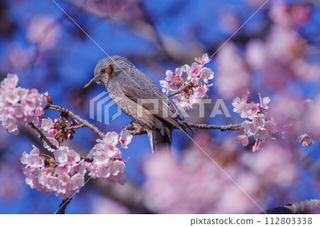 Cherry blossoms in full bloom and brown eyes 112803338