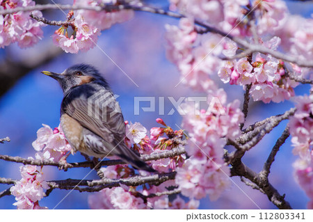 櫻花盛開，棕色的眼睛 112803341