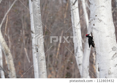 棲息在樹上的黑啄木鳥 112803432