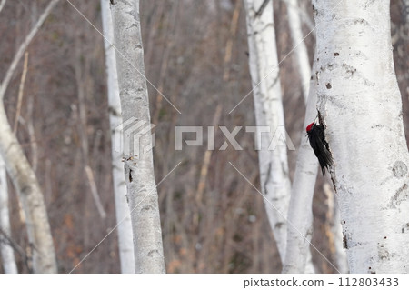 棲息在樹上的黑啄木鳥 112803433
