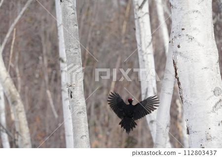 飛翔的黑啄木鳥 112803437