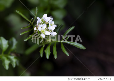 彎曲碎米薺 112803624