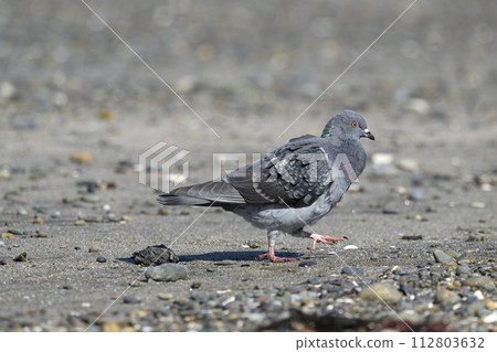 Pigeons 112803632