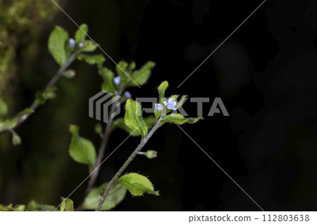 Hana ya bana Hana ya bana 112803638