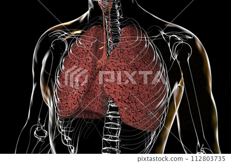 Smoker's lungs, 3D illustration 112803735
