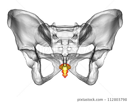 Anatomy of the coccyx bone, showcasing its intricate details and features, 3D illustration 112803798