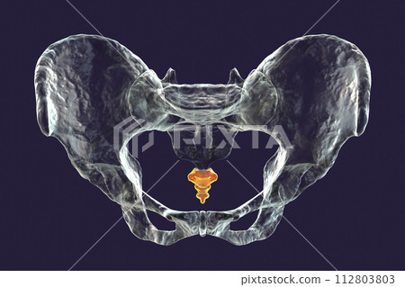 Anatomy of the coccyx bone, showcasing its intricate details and features, 3D illustration 112803803