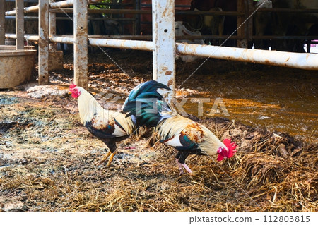 Chicken with red beak and crest And it has a beautiful long green tail Standing near an animal pen that was wet with dirt Chicken with red beak and crest And it has a beautiful long green tail Standing near an animal pen that was wet with dirt 112803815